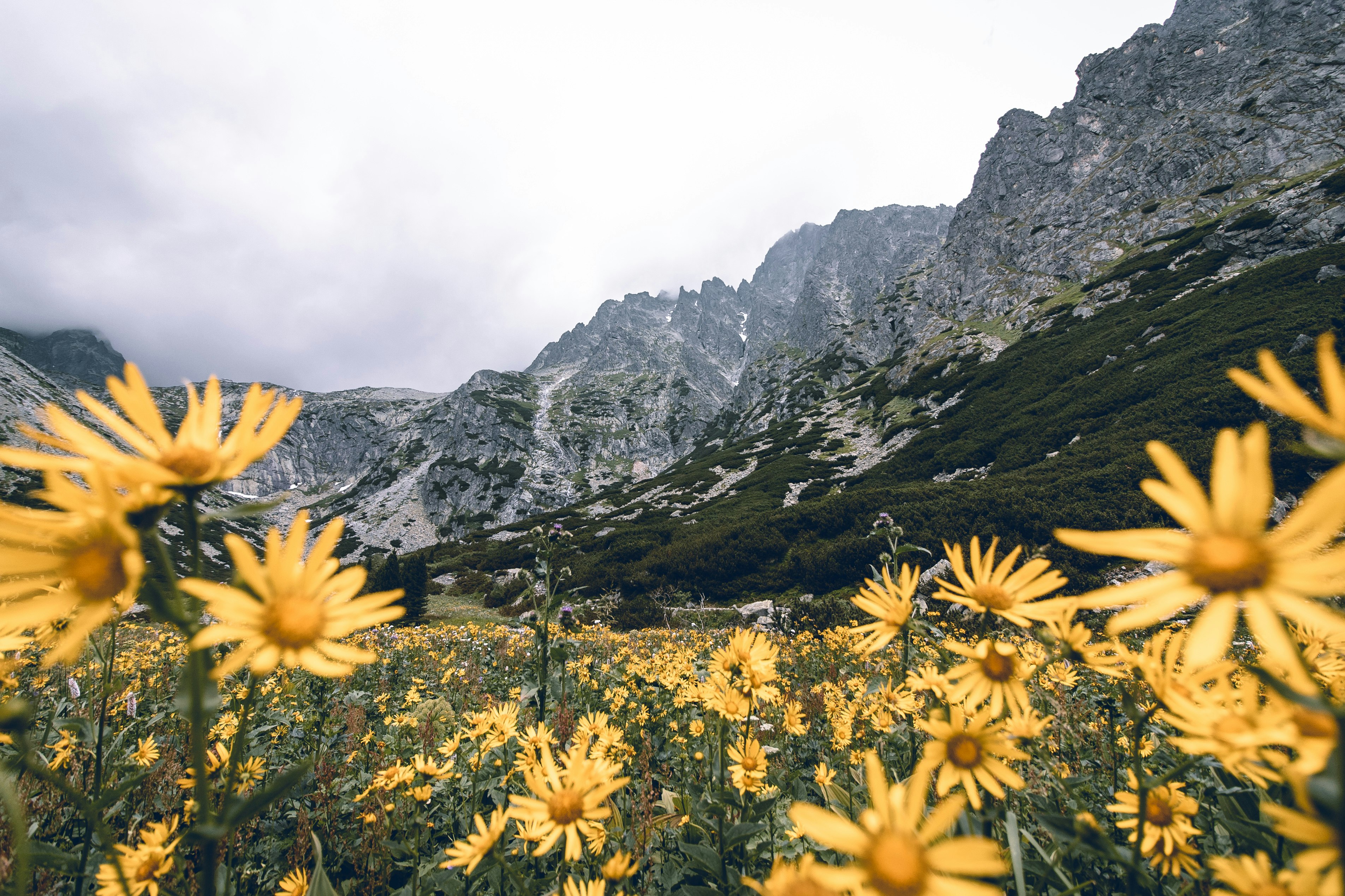 yellow petaled flower field